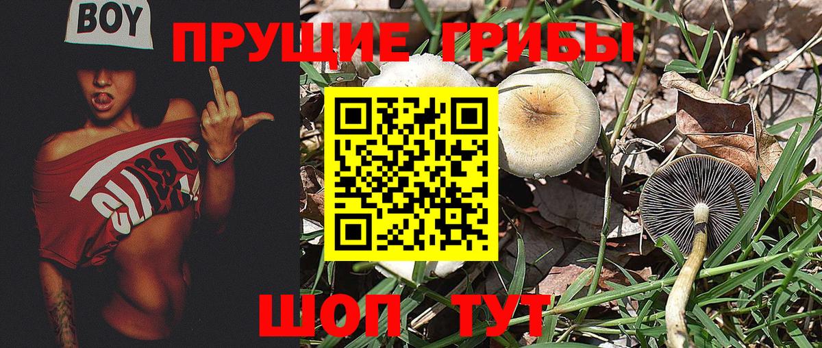 Псилоцибиновые грибы Magic Shrooms  цены   Братск  Вход с VPN  Галлюциногенные грибы Magic Shrooms 